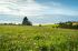 Foto: Wiese
