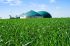 Foto: Biogasanlage umgeben von jungem Getriedebestand